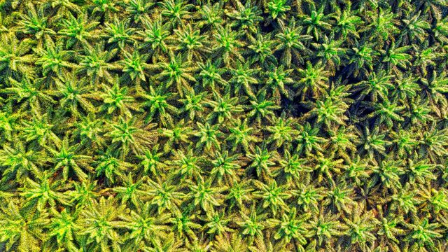 Why Indonesia transferred illegal palm plantations to state-owned Agrinas?