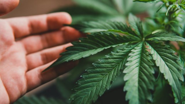 Why is Aurora Cannabis stock soaring today and will it last?