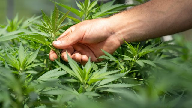Tilray stock: why options data is skewed to downside despite solid Q1 earnings