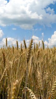 Commerzbank anticipates wheat price recovery by end of 2026 on supply constraints