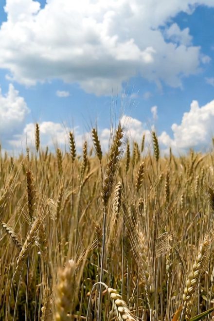 Kansas crop woes fuel wheat rally ahead of USDA winter acreage estimate